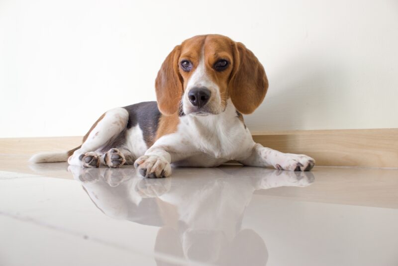 shutterstock_307599152