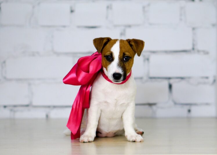 shutterstock_500556145