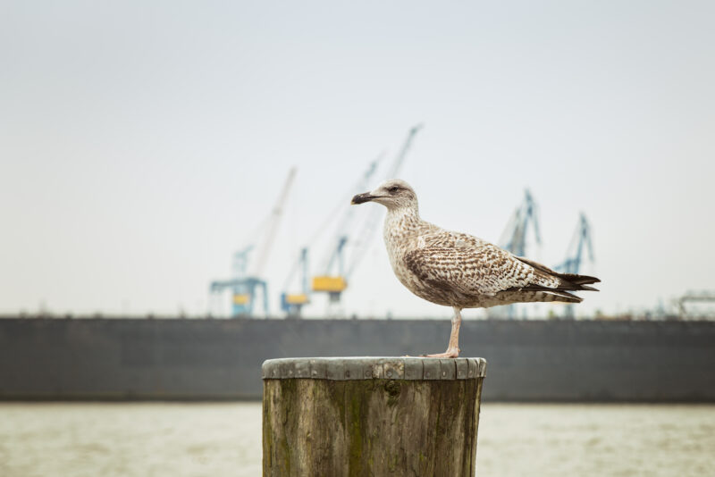 shutterstock_582994309