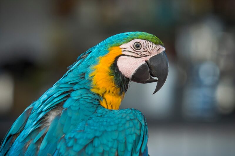 shutterstock_1222025491